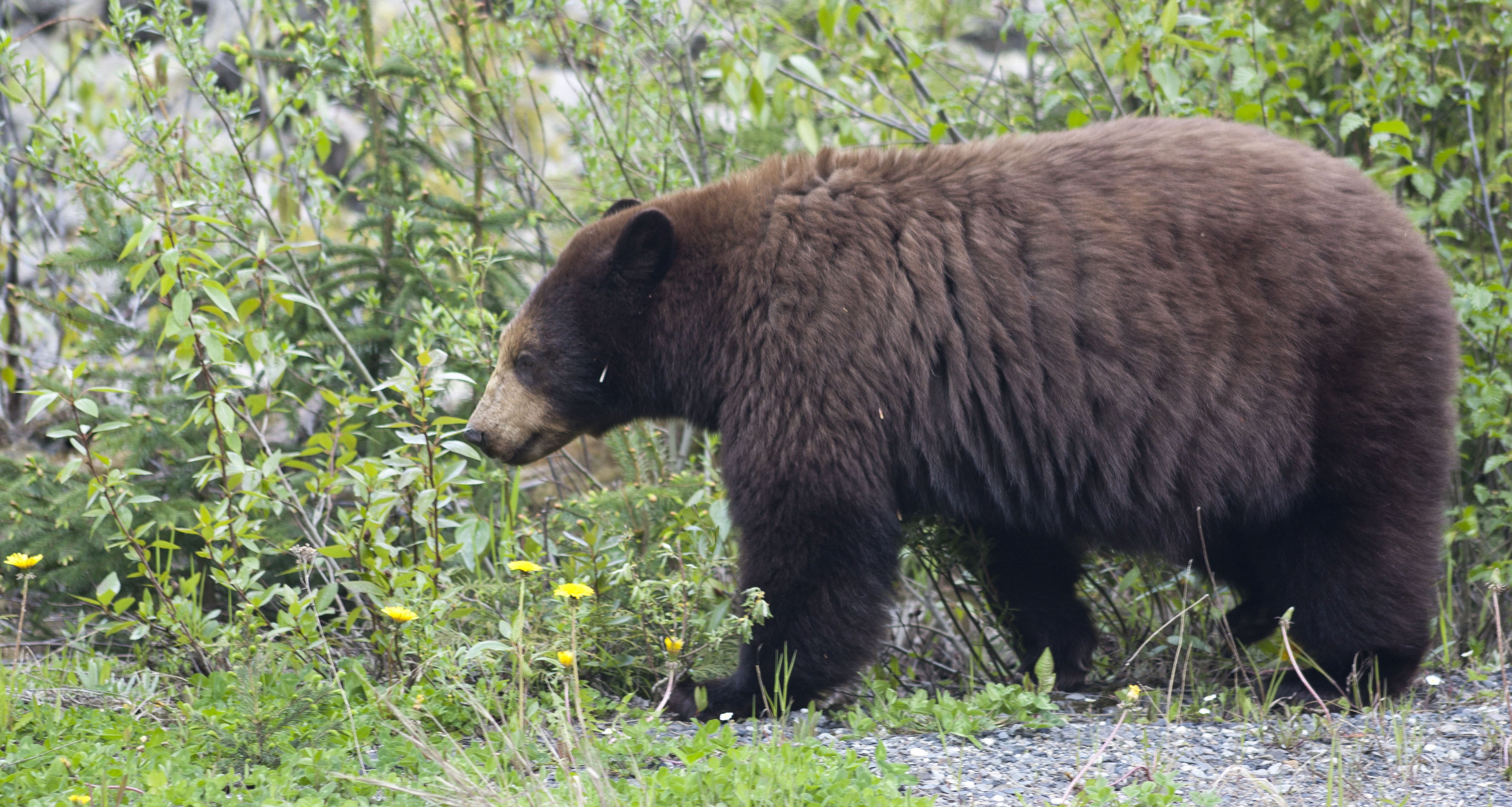 "Black Bear- Rapid River"
