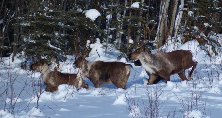Caribou - Long Canyon Caribou - Long Canyon