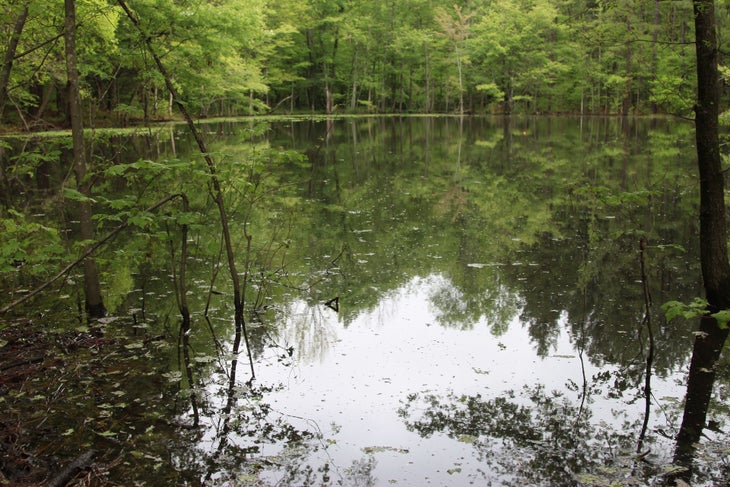 Wetland Pond None