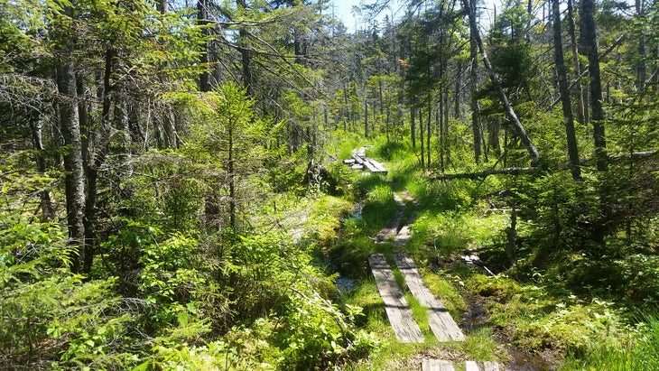 Austin Brook Trail from North Road AT in a Day 2015 - Austin Brook Trail from North Road