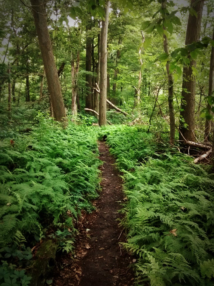 Green Tunnel AT in a Day 2015 - green tunnel