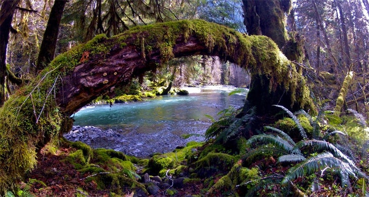 Olympic National Park, WA national parks your kids will love