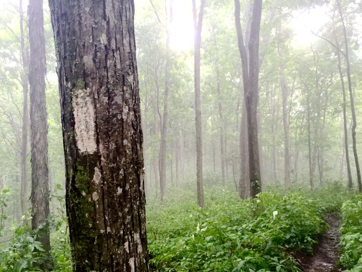 White blazes AT in a Day 2015