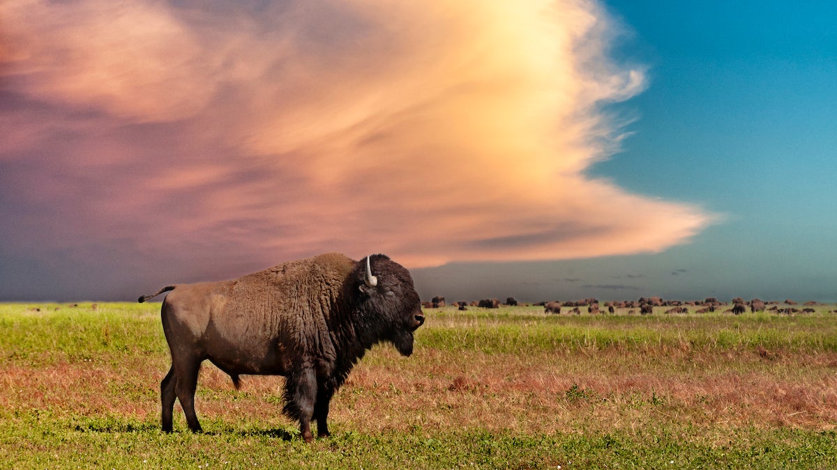 American Bison at sunset, Badlands national park, South Dakota