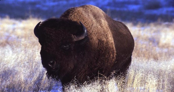 Bison Bull An icon of prairie wilderness and a touchstone of the modern conservation movement, the American bison (or “buffalo”) is also one heck of an…