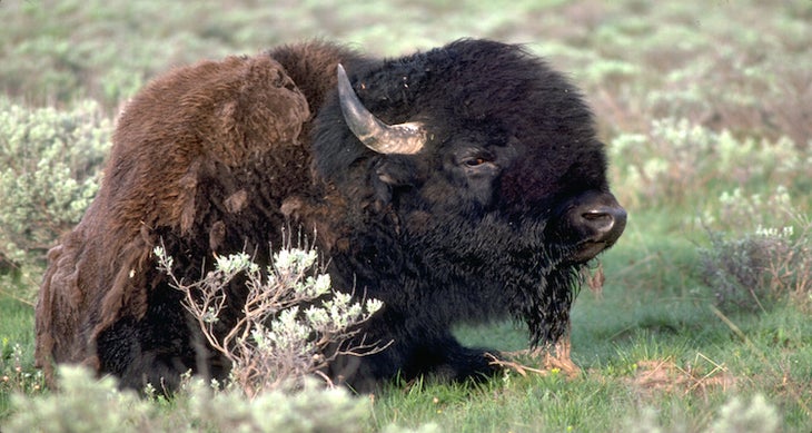Free-ranging American bison bison