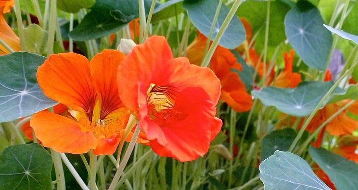 Nasturtium flowers Have a Kick-Ass Backcountry Dinner