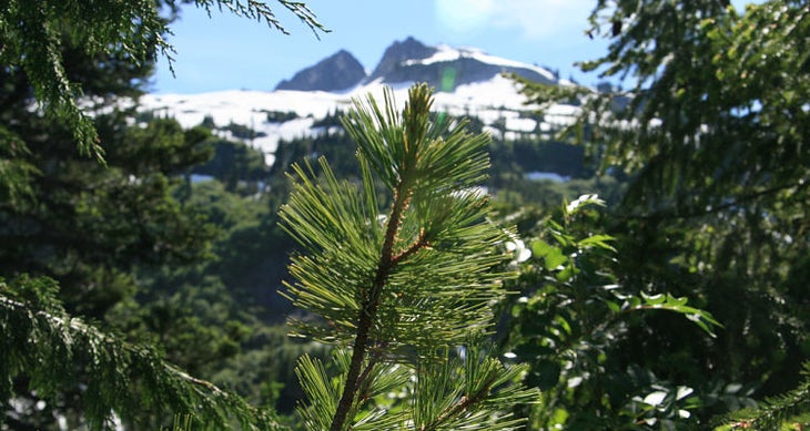 Pine Tree Have a Kick-Ass Backcountry Dinner