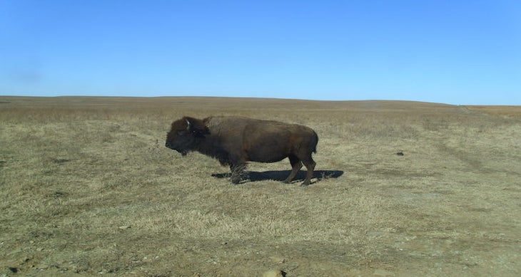 Tallgrass Prarie Preserve, Oklahoma bison