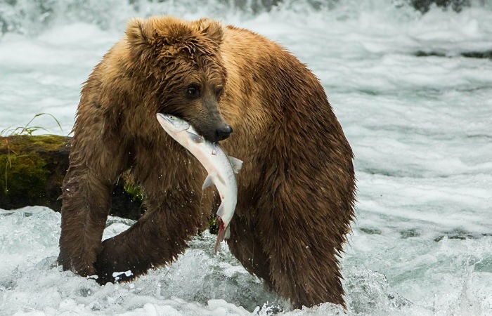 "man dressed as a bear"