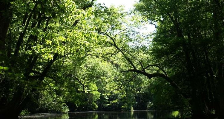 "Congaree National Park, SC"