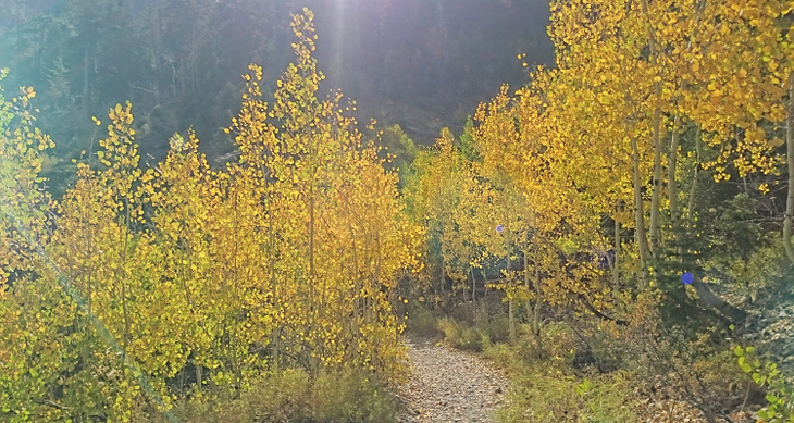 07 Golden Aspens 07 Golden Aspens