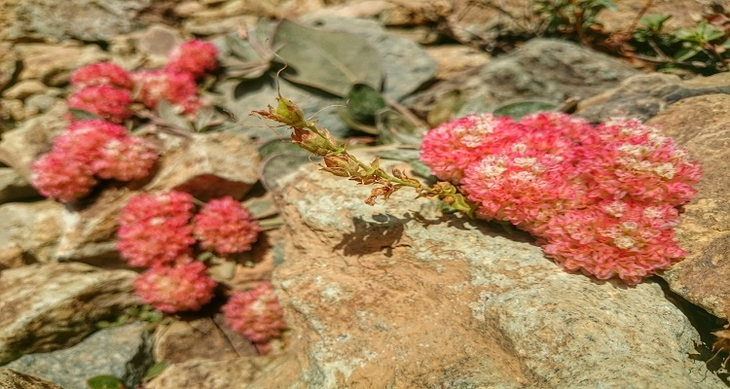 11 Cool Wildflowers 14 Cool Wildflowers
