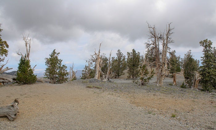 15 Good Backcountry Camp Site Good Backcountry Camp Site