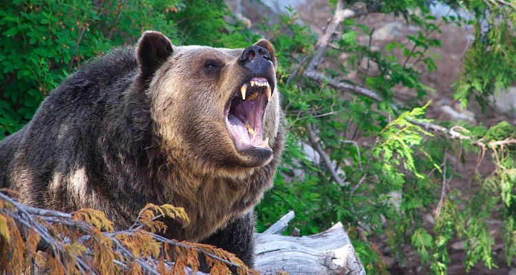 "Imagine sticking you arm in that mouth // Flickr; Rob Hurson"