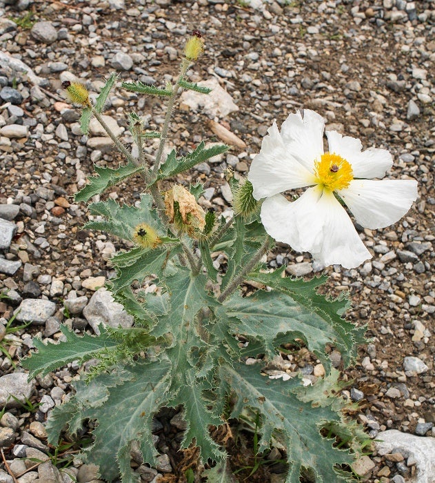 2 Mojave Prickly Poppy Mojave Prickly Poppy