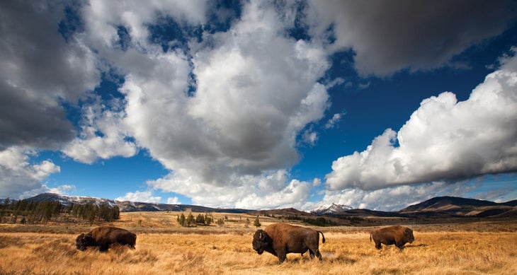BP1015NPS_750x400Yellowstone_Tandem13321312_IanShive Rangers we love