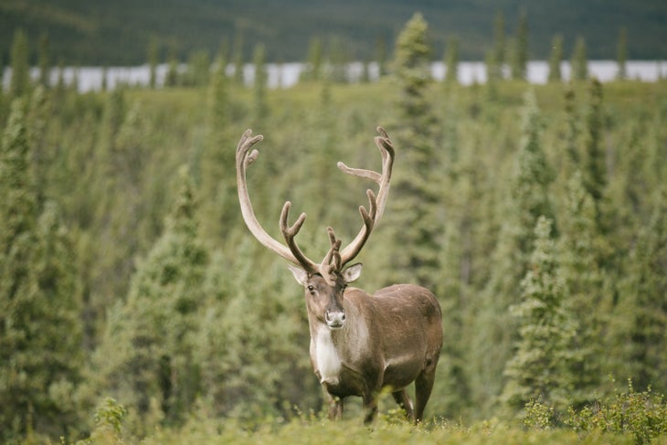 Denali National Park: The Residents Denali National Park: The Residents
