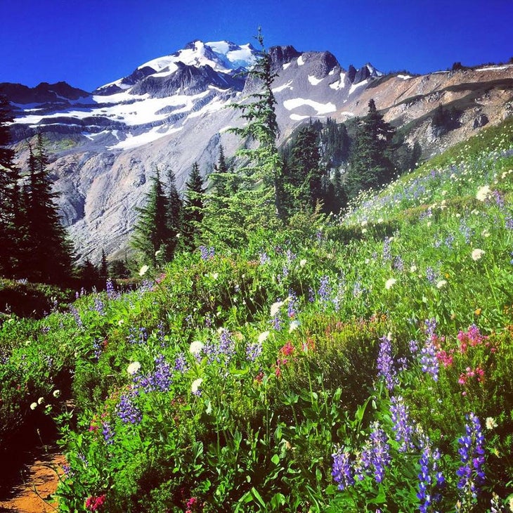 Glacier Peak and alpine flora Glacier Peak and alpine flora