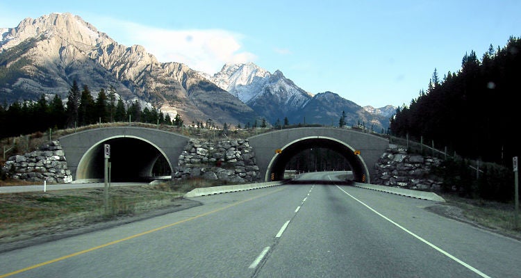 "Y2Y's Wildlife Overpasses in Banff National Park // Wikipedia user QYD"