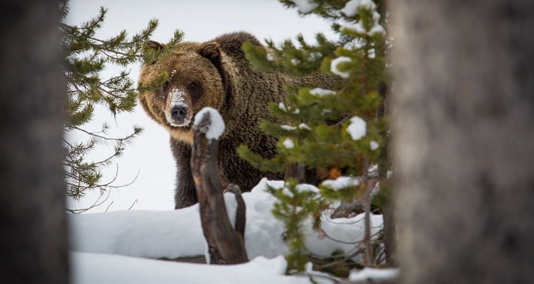 "Yellowstone Grizzly Bear // flickr: YellowStone National Park"