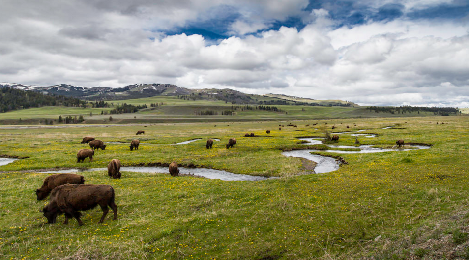 "Yellowstone National Park"