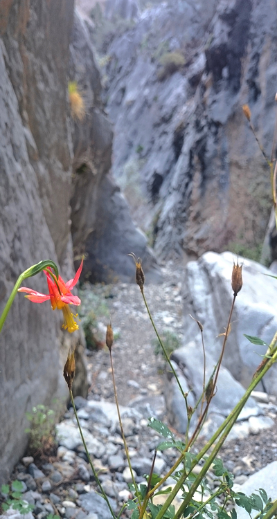 17 Crimson Columbine 17 Crimson Columbine