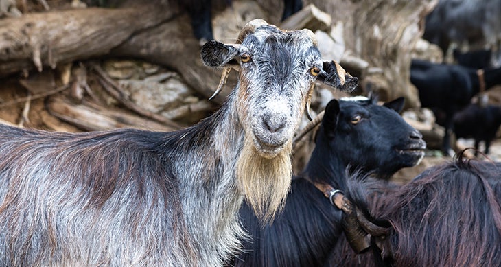 bp0116greece_6_goat_grey_beard_soenkeschulze_750x400 greece