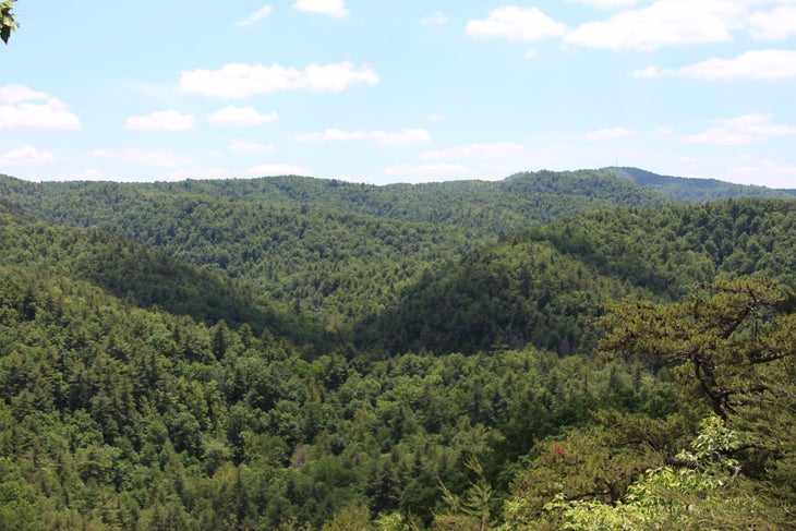 View from HQ Trail The top of HQ Trail rewards you with a great view of the surrounding forest.