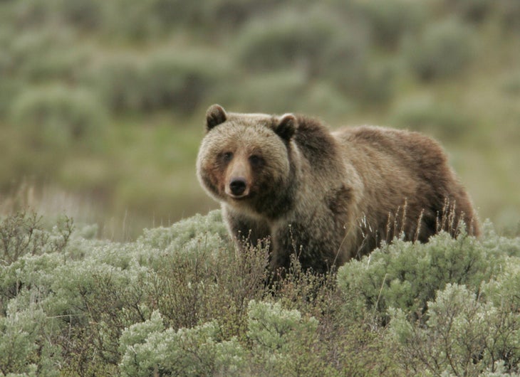 9321591583_a665126348_h grizzly