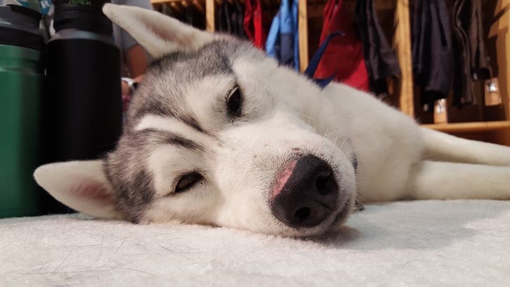 The Huskies at Fjallraven's Booth Huskies