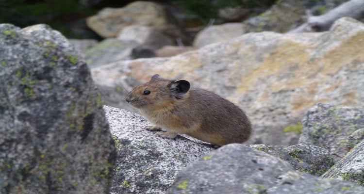 "Marmot and Jade Lakes"