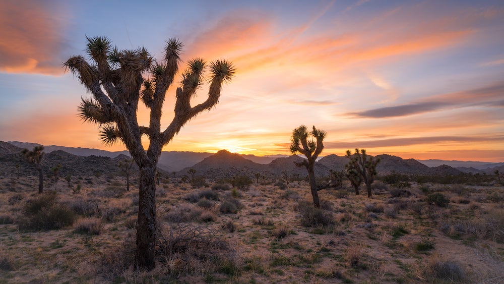 Joshua Tree during sunset in California, USA.