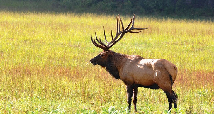 Elk in Cataloochee Valley Elk in Cataloochee Valley