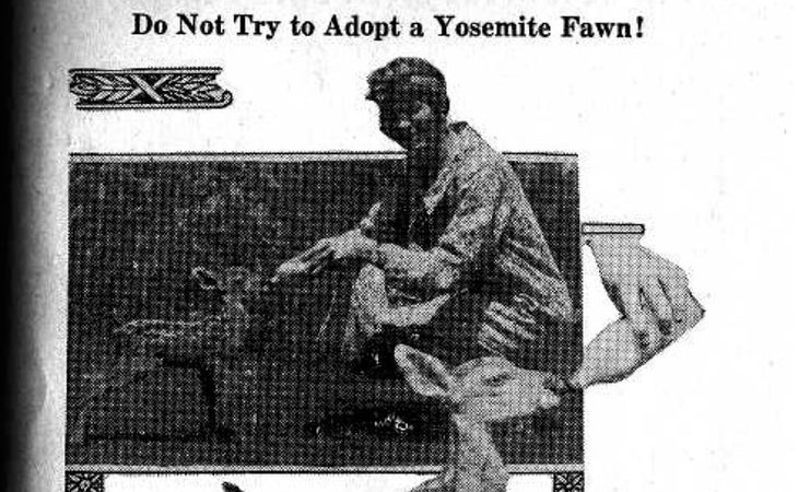 Don't Steal the Wildlife fawn bottle-fed