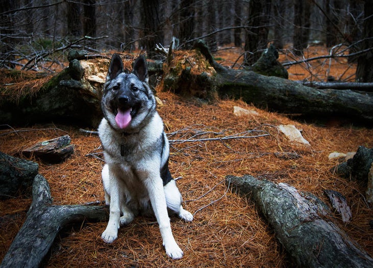 1. Norwegian Elkhound best outdoor dog breeds norwegian elkhound