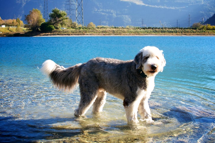 2. Old English Sheepdog Old English Sheepdog