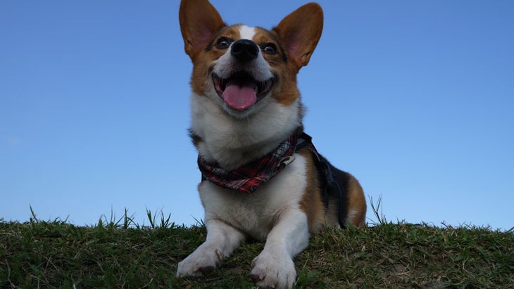 3. Corgi Corgi