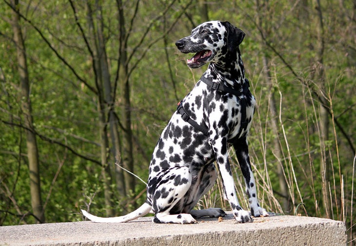 5. Dalmatian Dalmatian