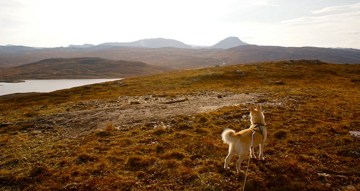 Best Outdoor Dog Photos [photo: phunkstarr / Flickr