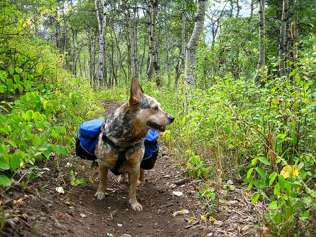 Bebrejde abort Revisor Hiking With Dogs