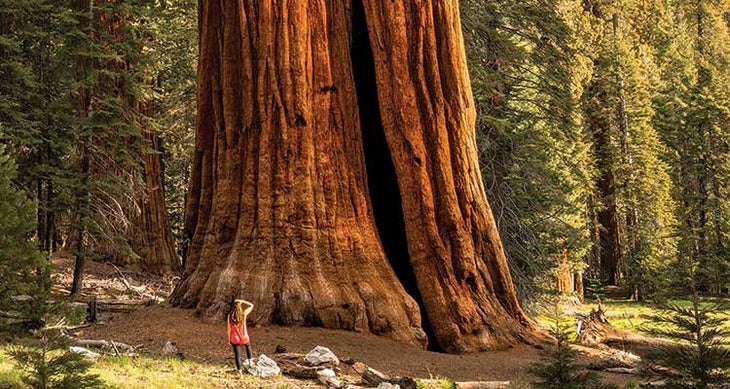 0317feat_firsts_sequoiaksteryous_gn Sequoias aren't just tall. Some are more than 3,000 years old. Photo by Kenton Steryous