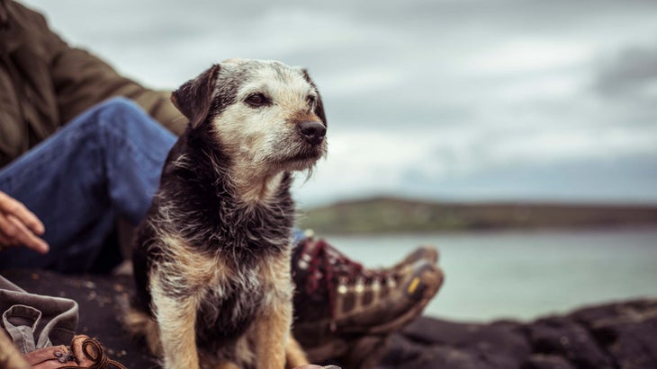 old dog hiking