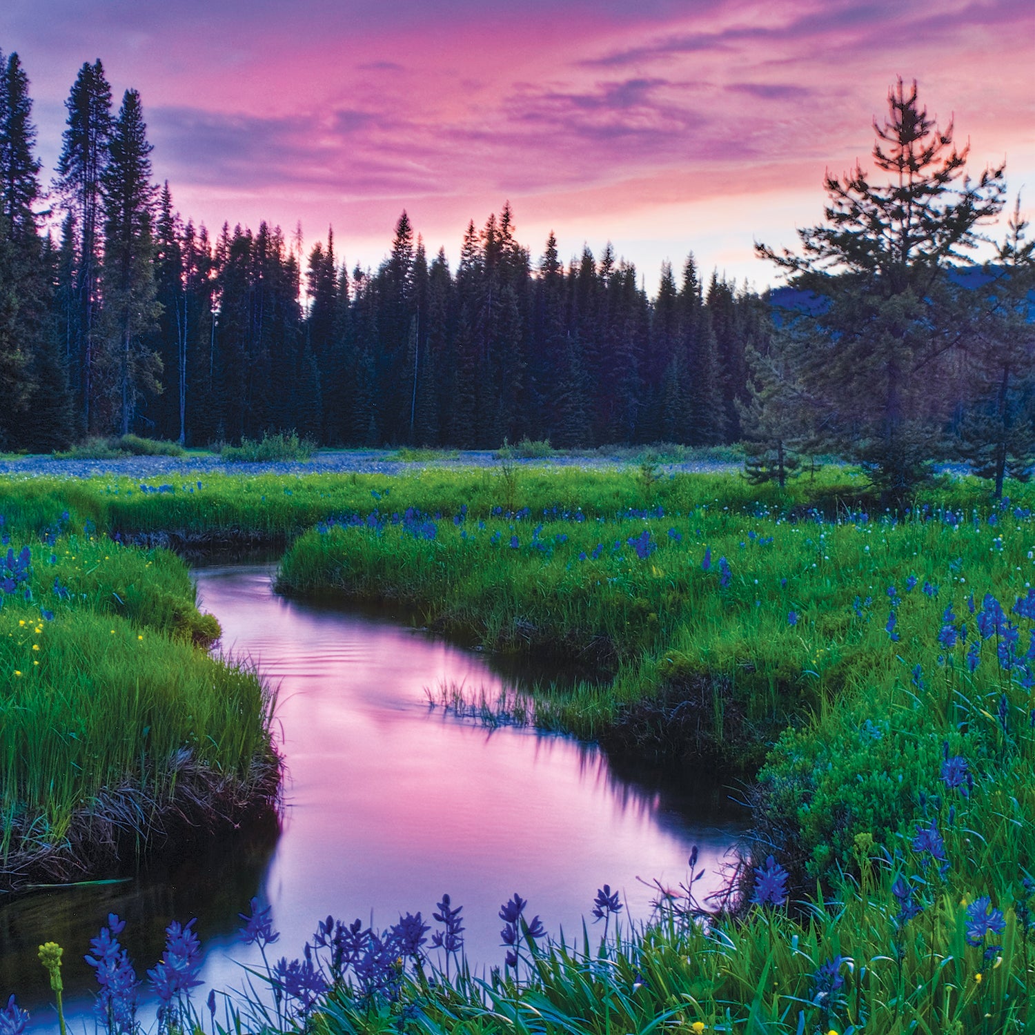 "Packer Meadows Insider's Guide"