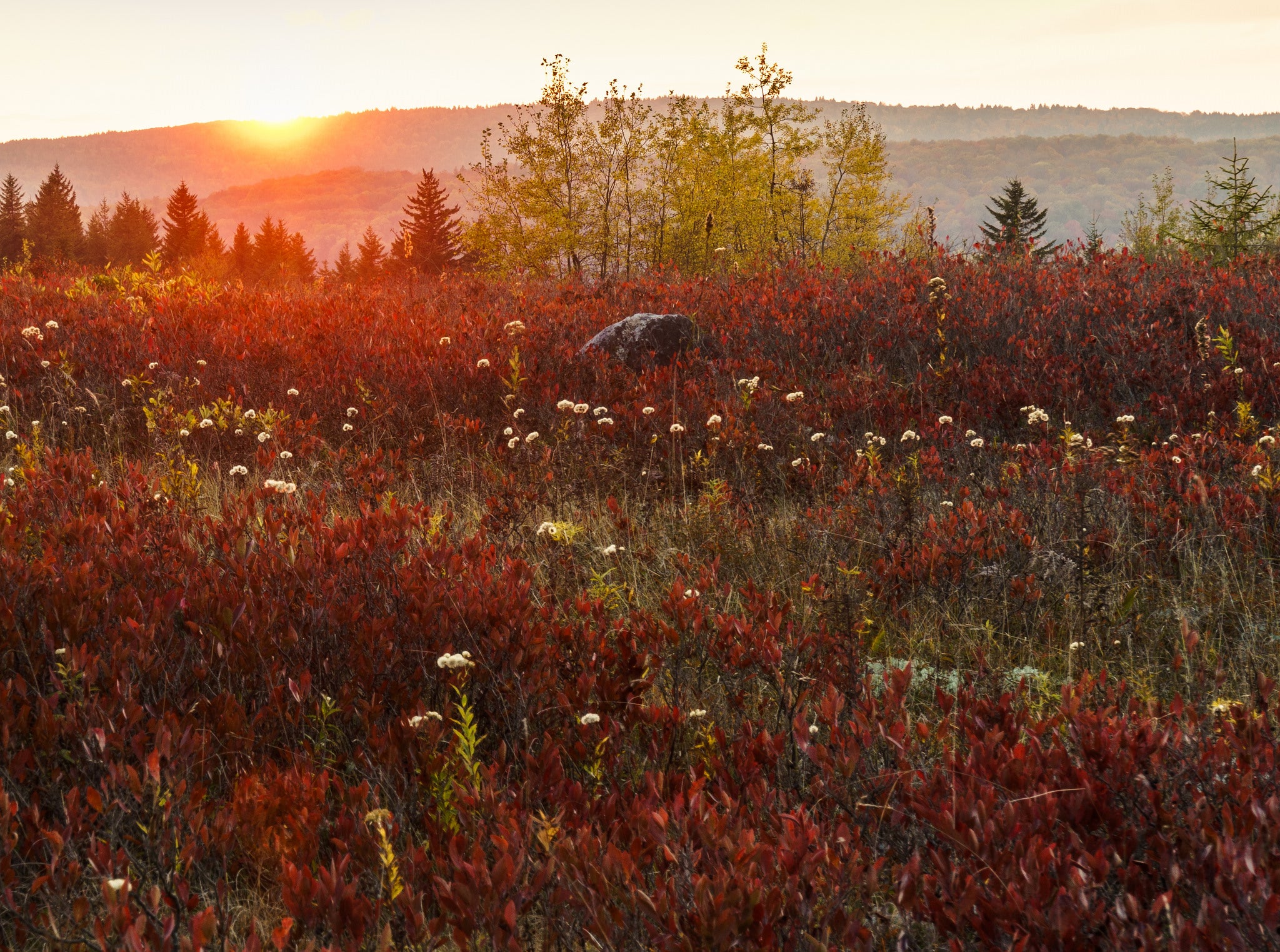 "Dolly Sods Wilderness"