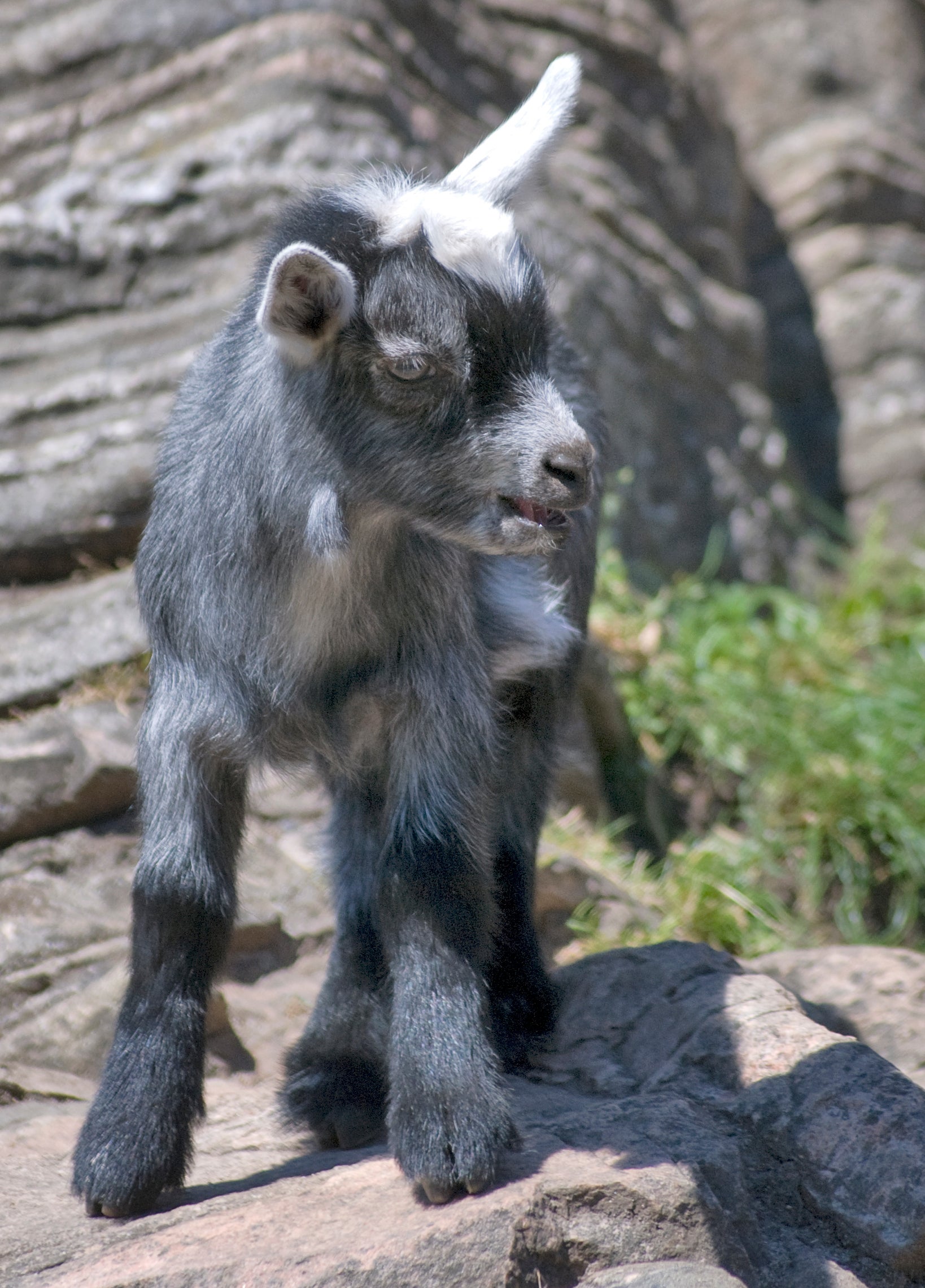 "cute baby goat"