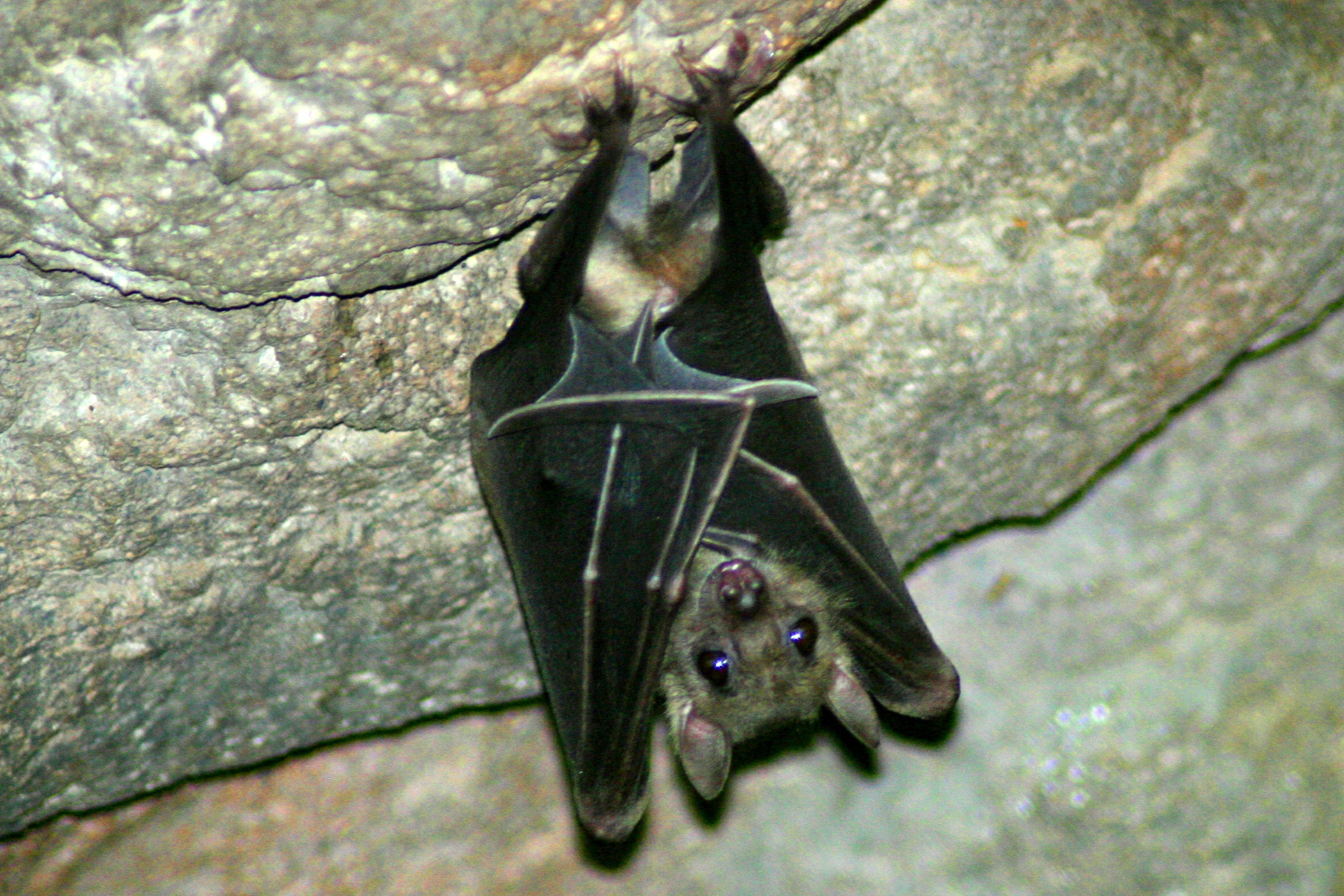 "Bat hanging upside-down"