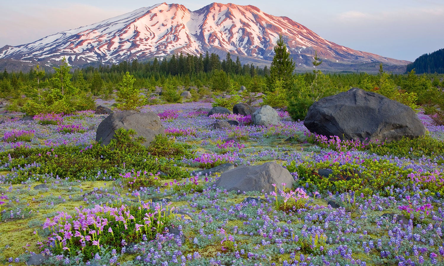 "Lupine in the Plains of Abraham weekends"