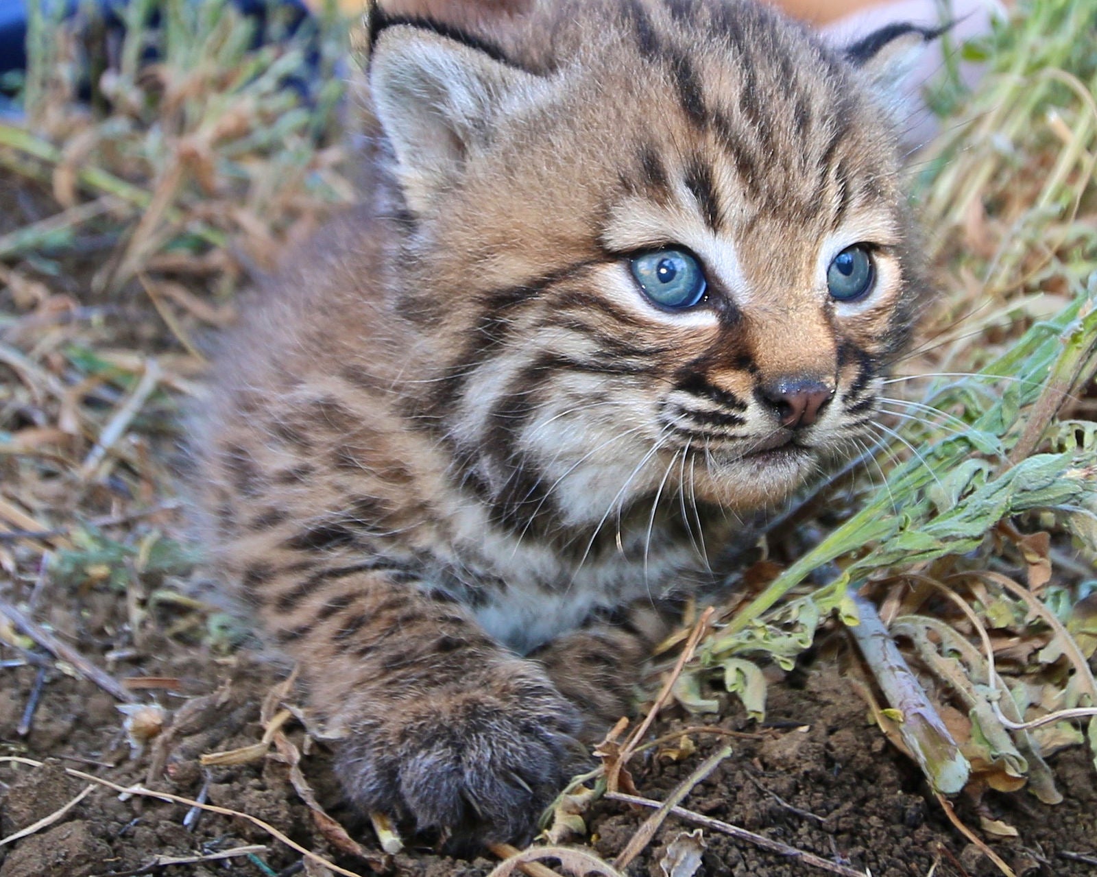 "Bobcat kitten in California"
