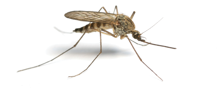BP0817GUIDE_mosquito_iStock174686987 secrets of the guides